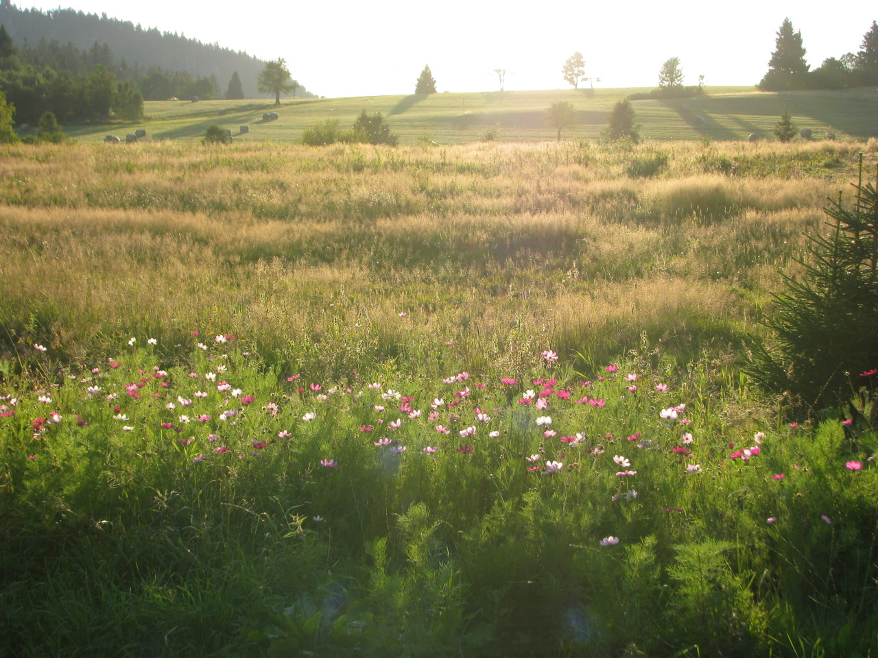 picture of a meadow